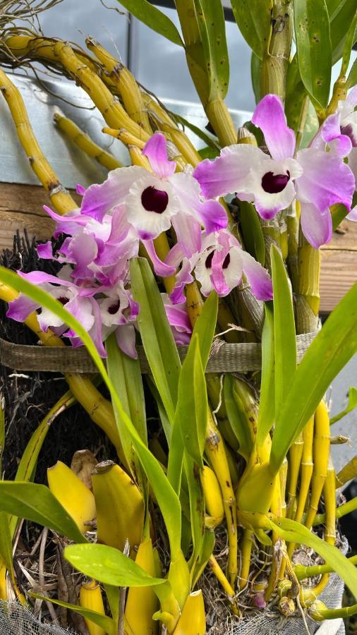 Plumeria Holidays Saint Pierre Esterno foto