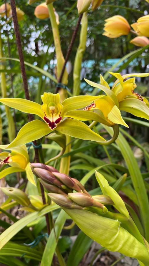 Plumeria Holidays Saint Pierre Esterno foto